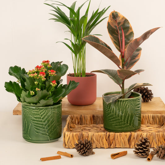 Belize In Magic | Plant Bundle | Indoor Plants