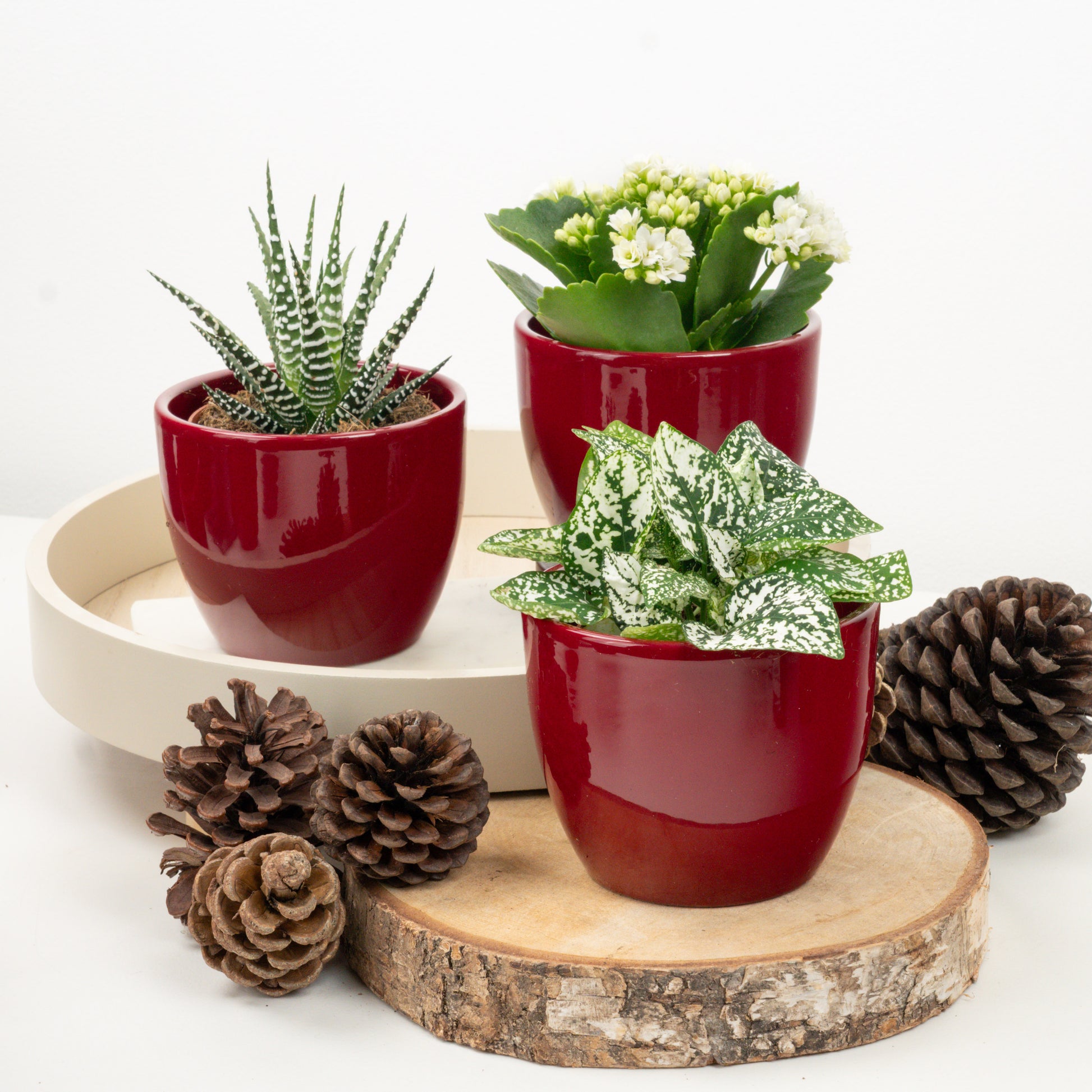 White Christmas | Plant Bundle