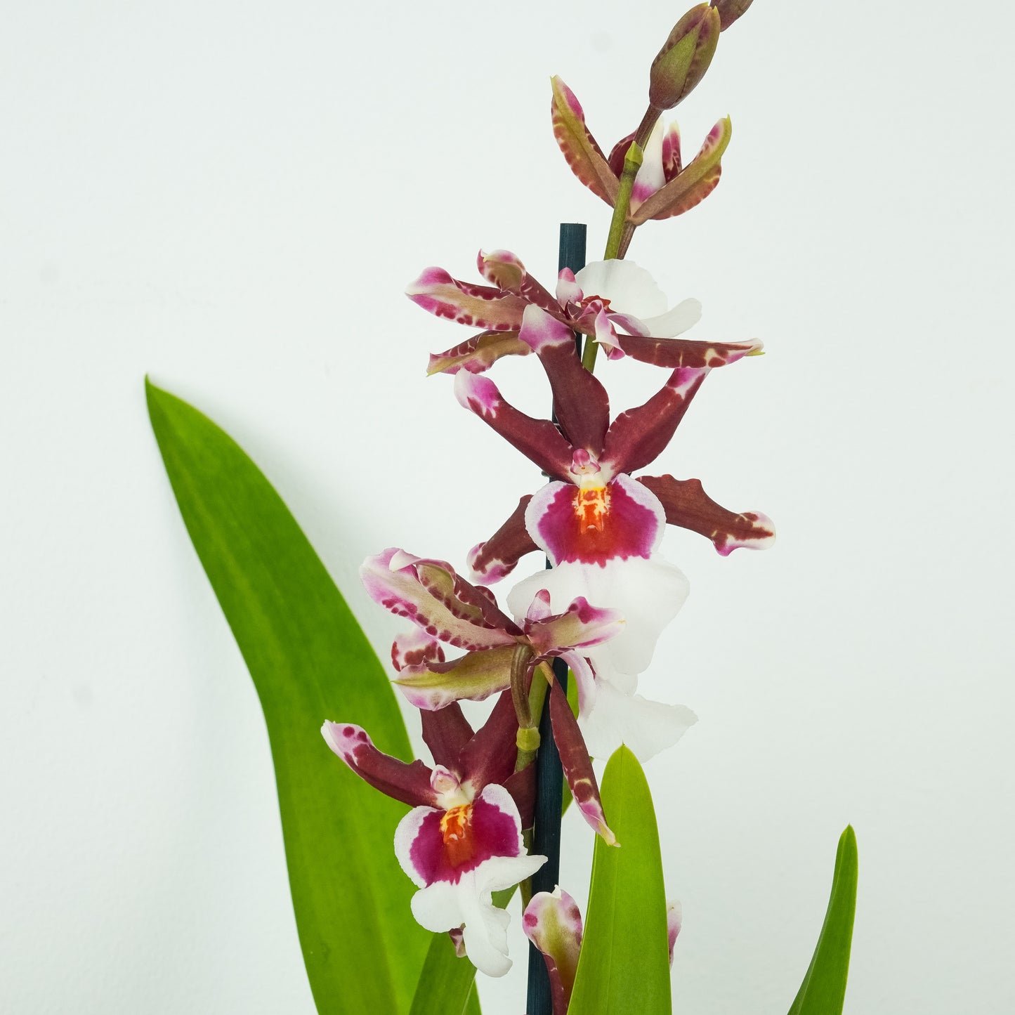 Cambria Orchid | White Beard