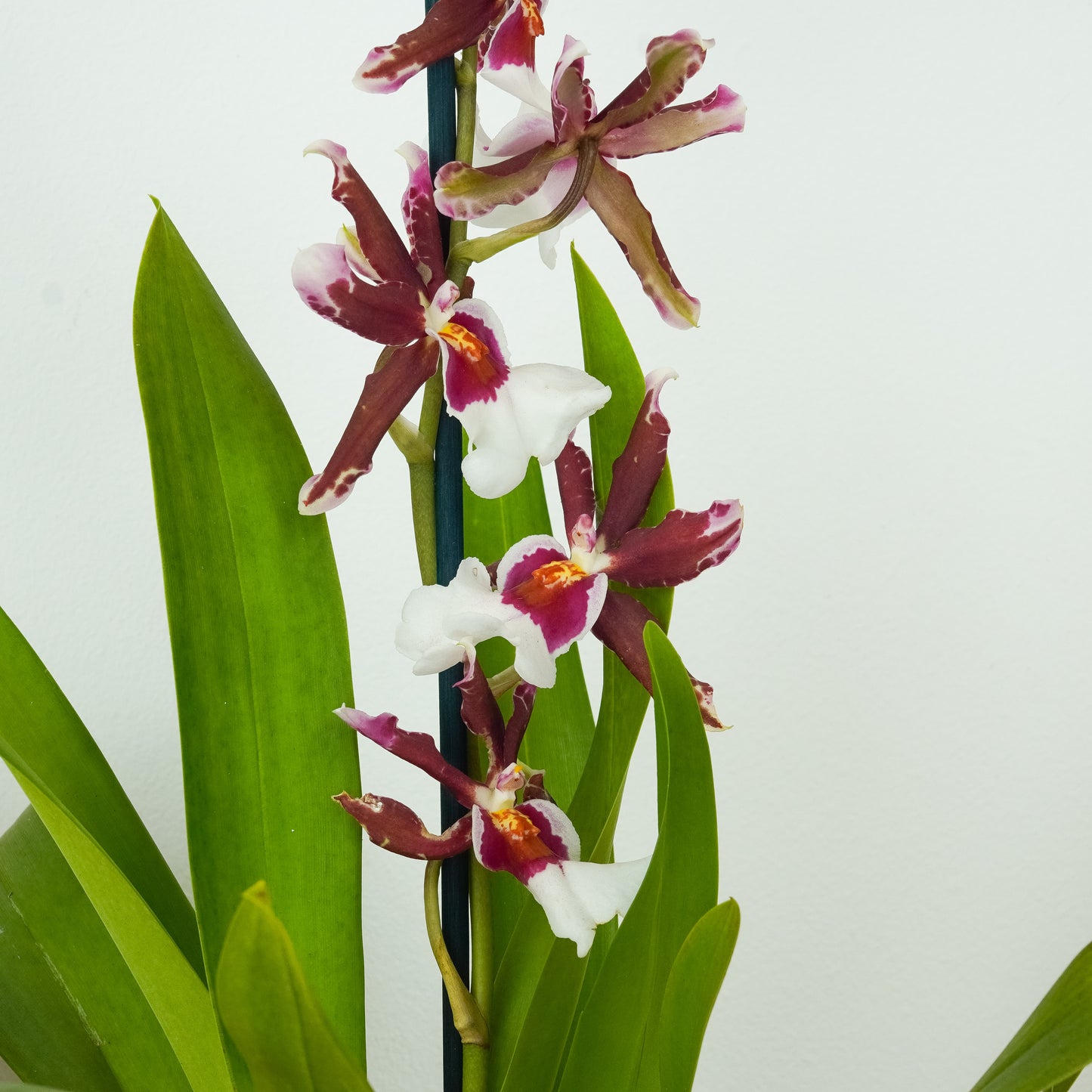 Cambria Orchid | White Beard