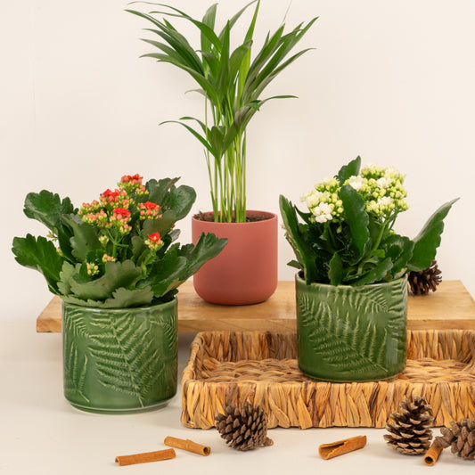 Happy Holidays | Plant Bundle | Indoor Plants