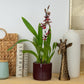 Cambria Orchid | White Beard