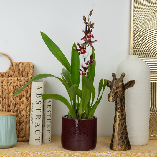 Cambria Orchid | White Beard | Pet Safe Plants