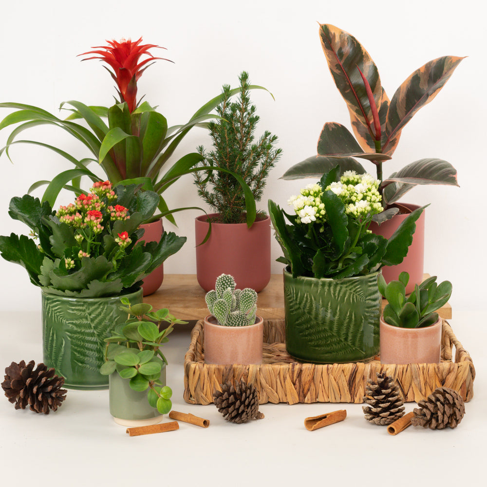 Indoor Rockin Around The Christmas Tree | Plant Bundle | 8 X PLANTS | 8 X POTS | Indoor Plant Bundle