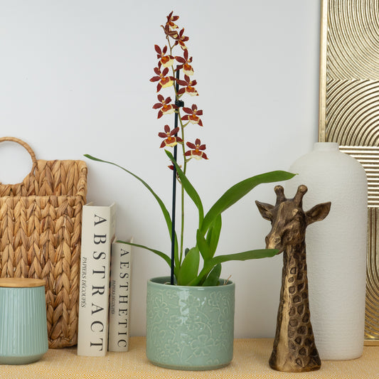 Cambria Orchid | Chocococo | Perfect Plants for Under £30