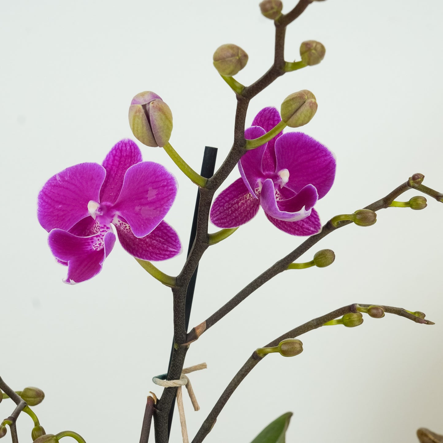 Phalaenopsis Orchid | Holiday