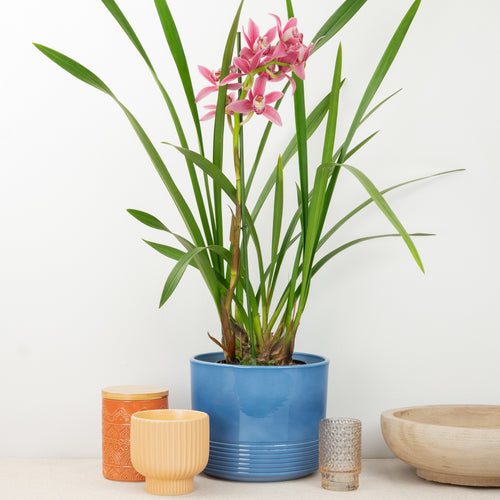 Cymbidium Orchid | Mauve Magic