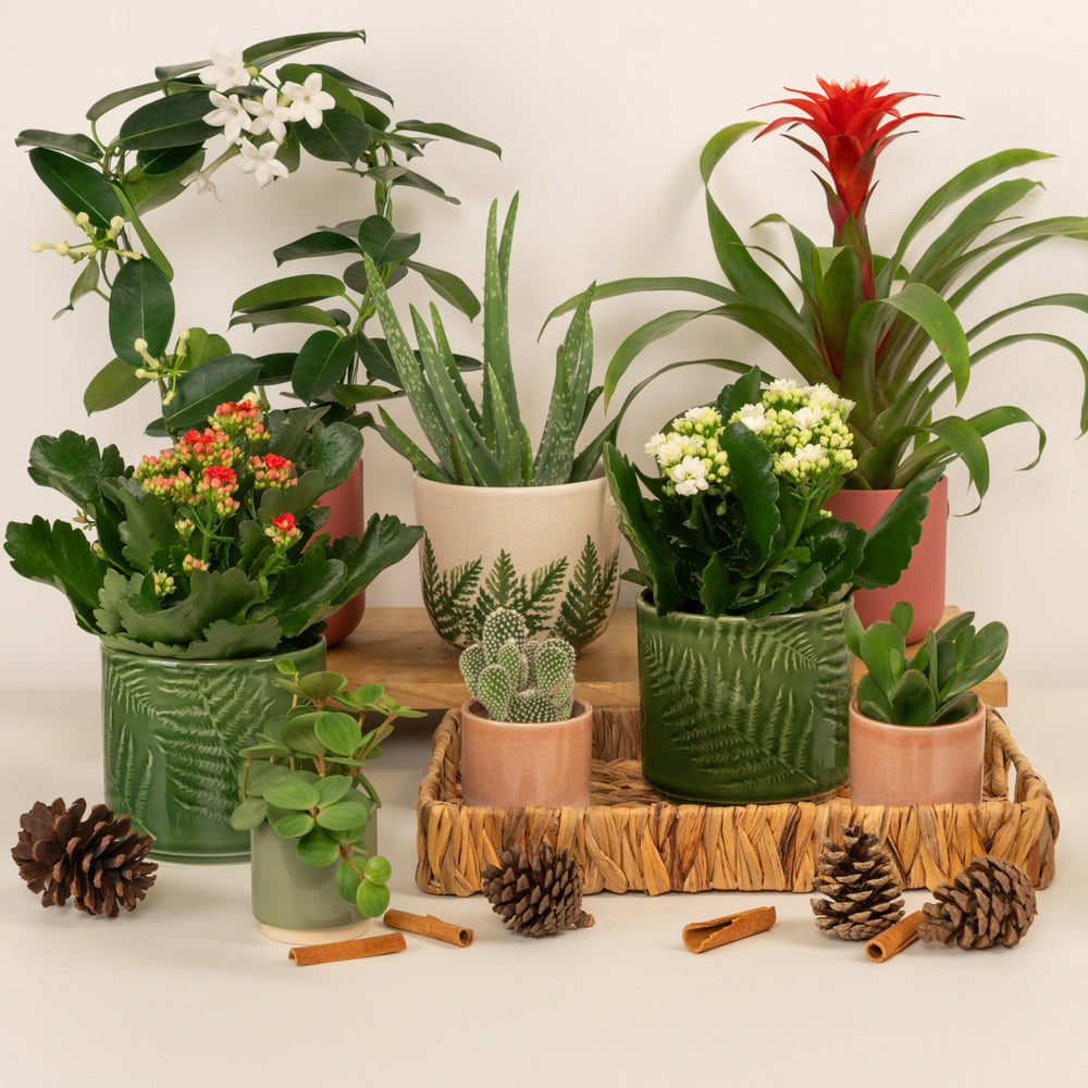 Indoor Blooming Marvellous | Plant Bundle | 8 X PLANTS | 8 X POTS | Indoor Plant Bundle