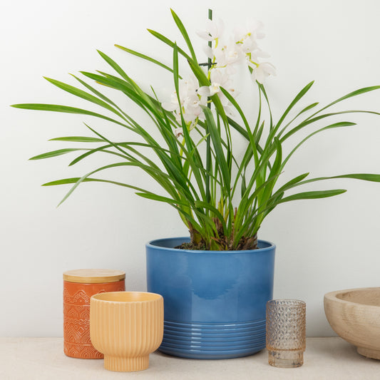 Cymbidium Orchid | White | Perfect Plants for Under £50