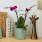 Phalaenopsis Orchid | Holiday