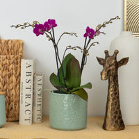 Phalaenopsis Orchid | Holiday