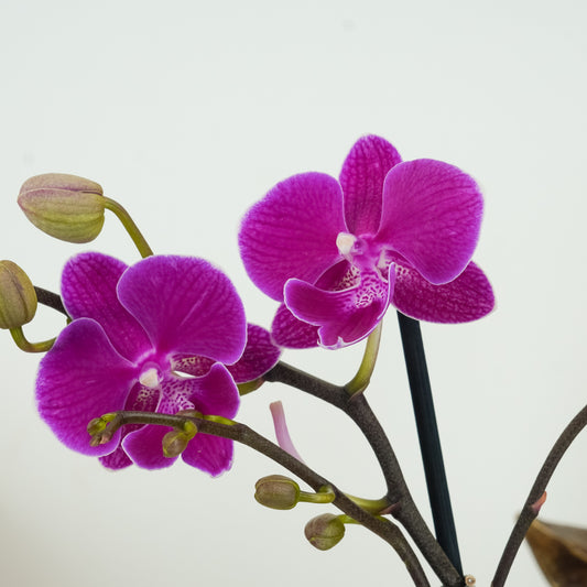 Phalaenopsis Orchid | Holiday | Indoor Plants On Sale