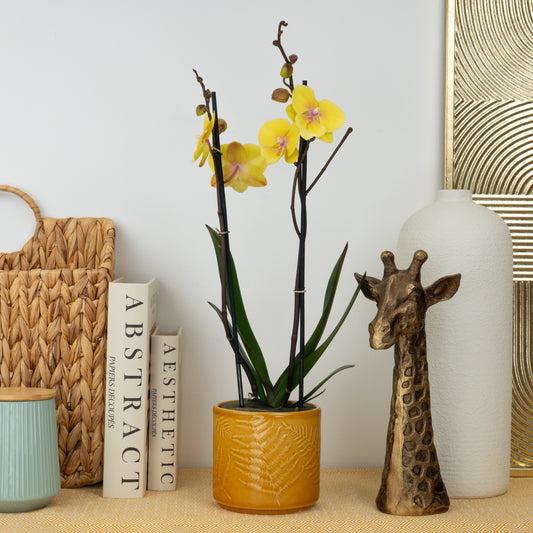 Phalaenopsis Orchid | Manta Palau | Perfect Plants for Under £50