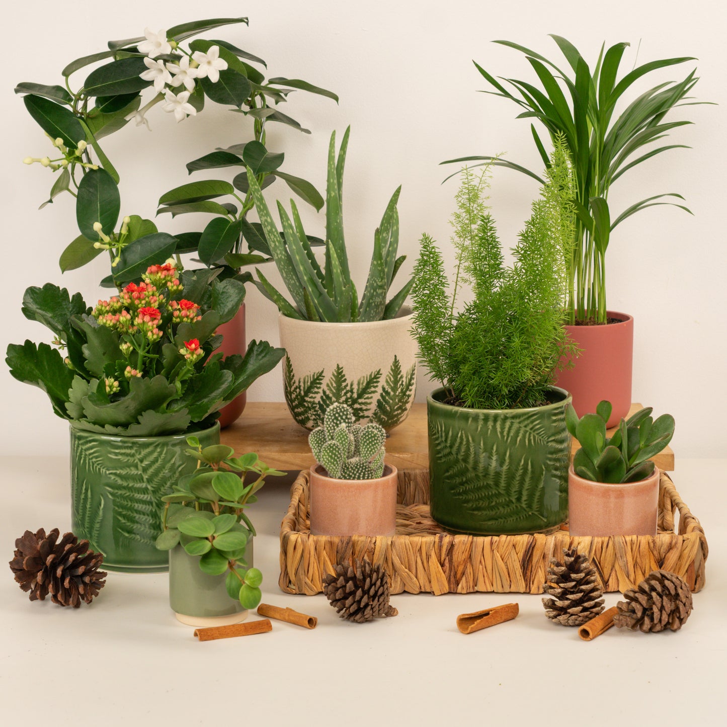 New Year New Leaf | Plant Bundle