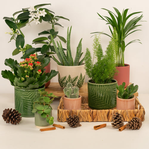 New Year New Leaf | Plant Bundle