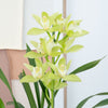 Cymbidium Orchid | Mint Source