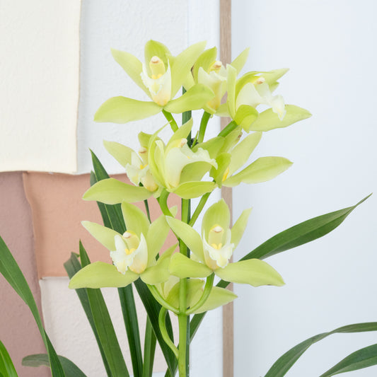 Cymbidium Orchid | Mint Source | 