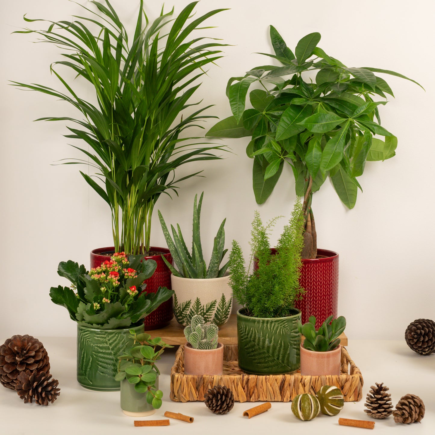 Hearth & Home | Plant Bundle
