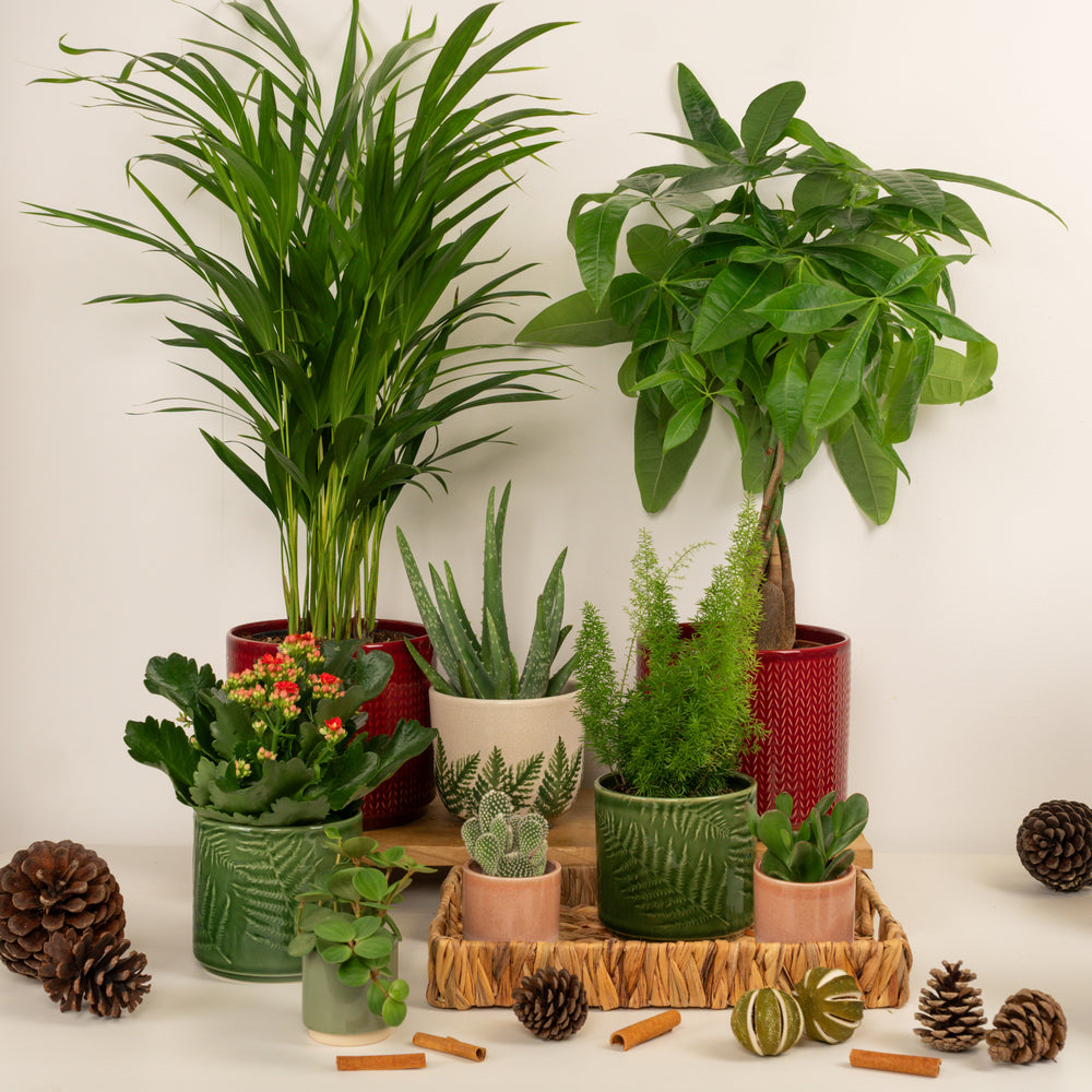 Indoor Hearth & Home | Plant Bundle | 8 X PLANTS | 8 X POTS | Indoor Plant Bundle