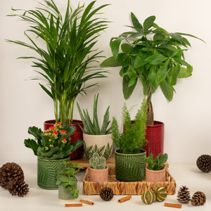 Hearth & Home | Plant Bundle - Indoor Plant
