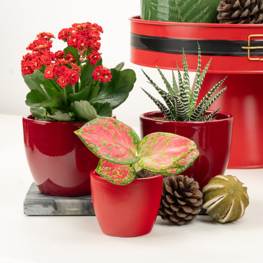 Have Yourself A Merry Little Christmas | Plant Bundle | Christmas Plants & Gifts
