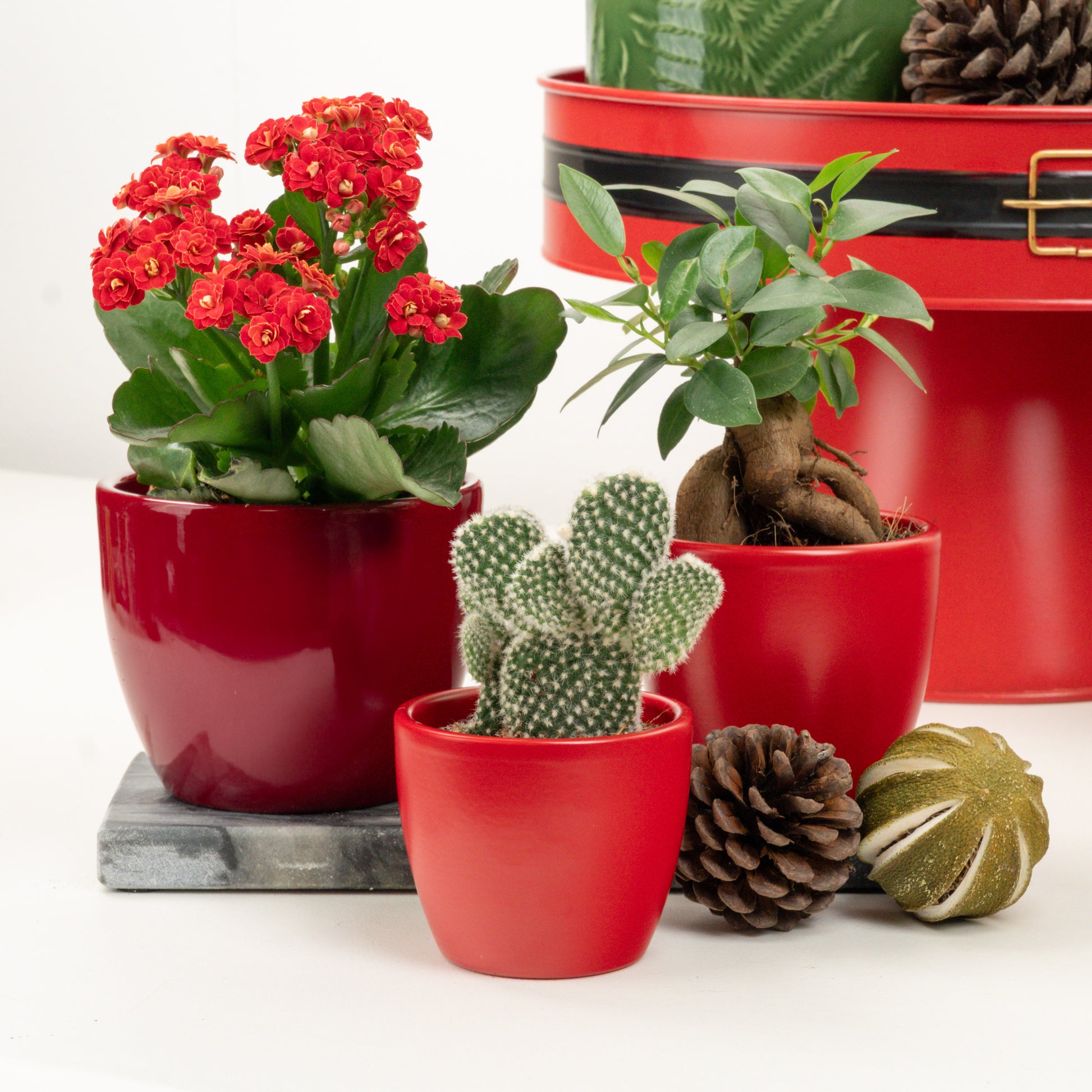 We Wish You A Merry Christmas | Plant Bundle