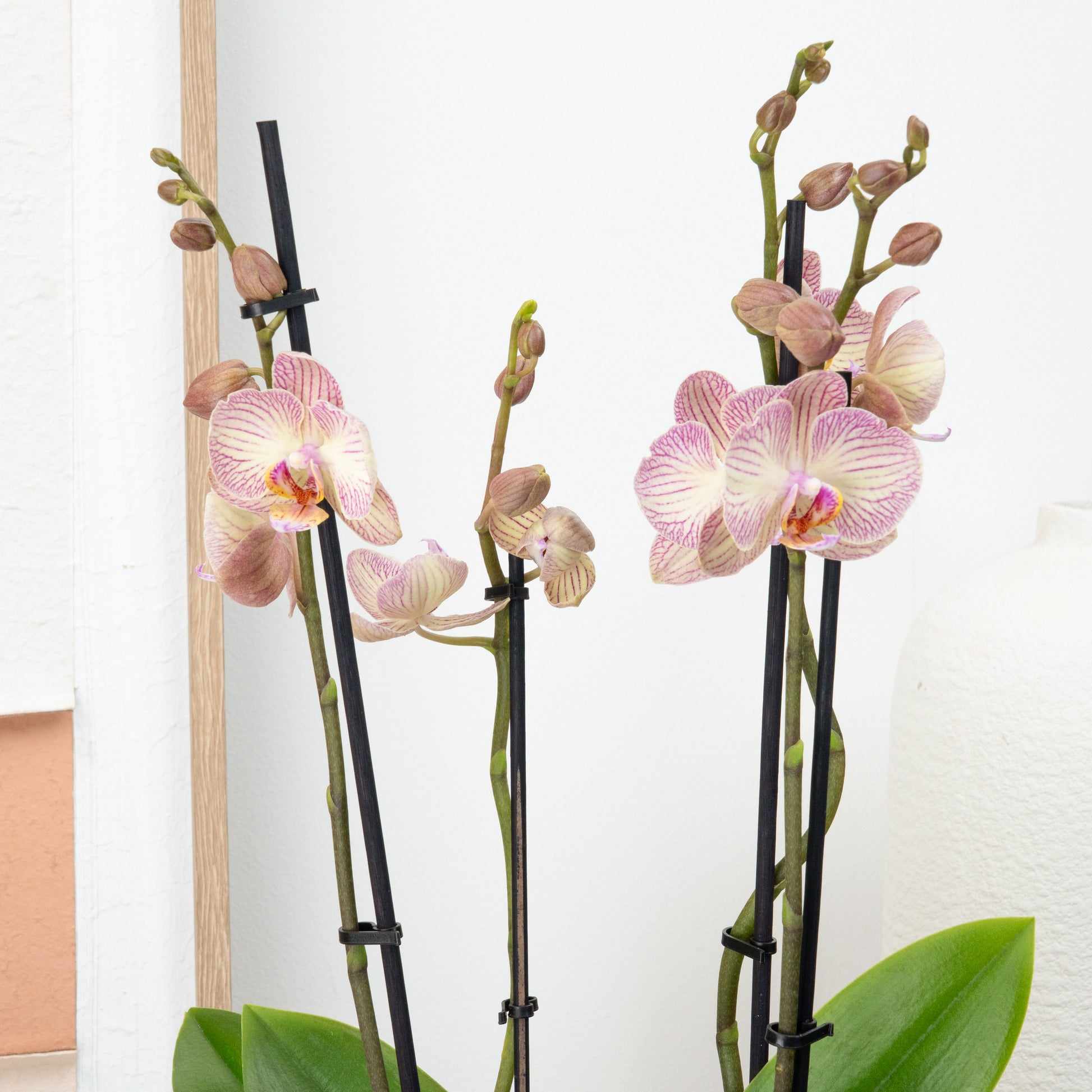 Phalaenopsis Orchid | Varese
