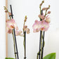 Phalaenopsis Orchid | Varese