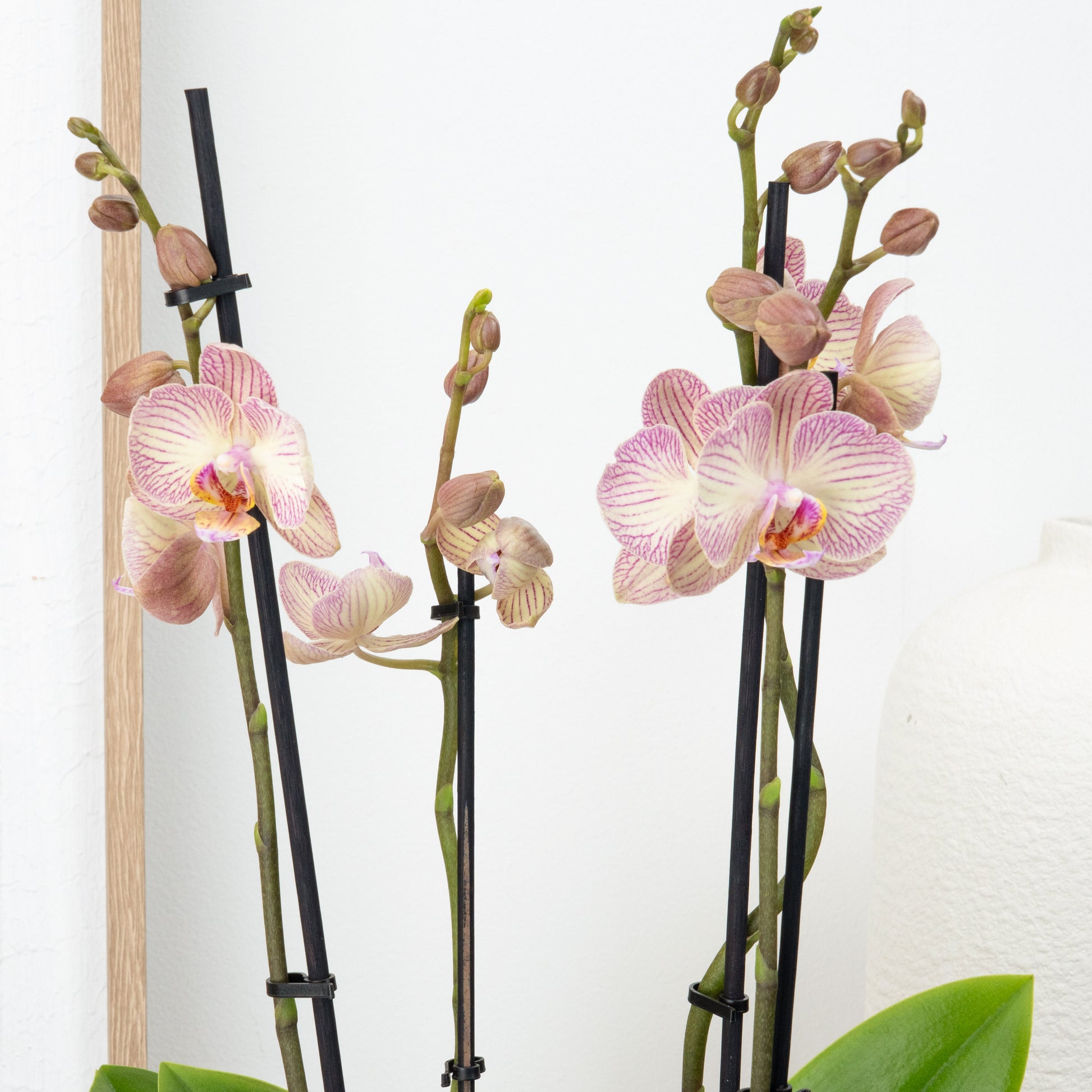 Phalaenopsis Orchid | Varese