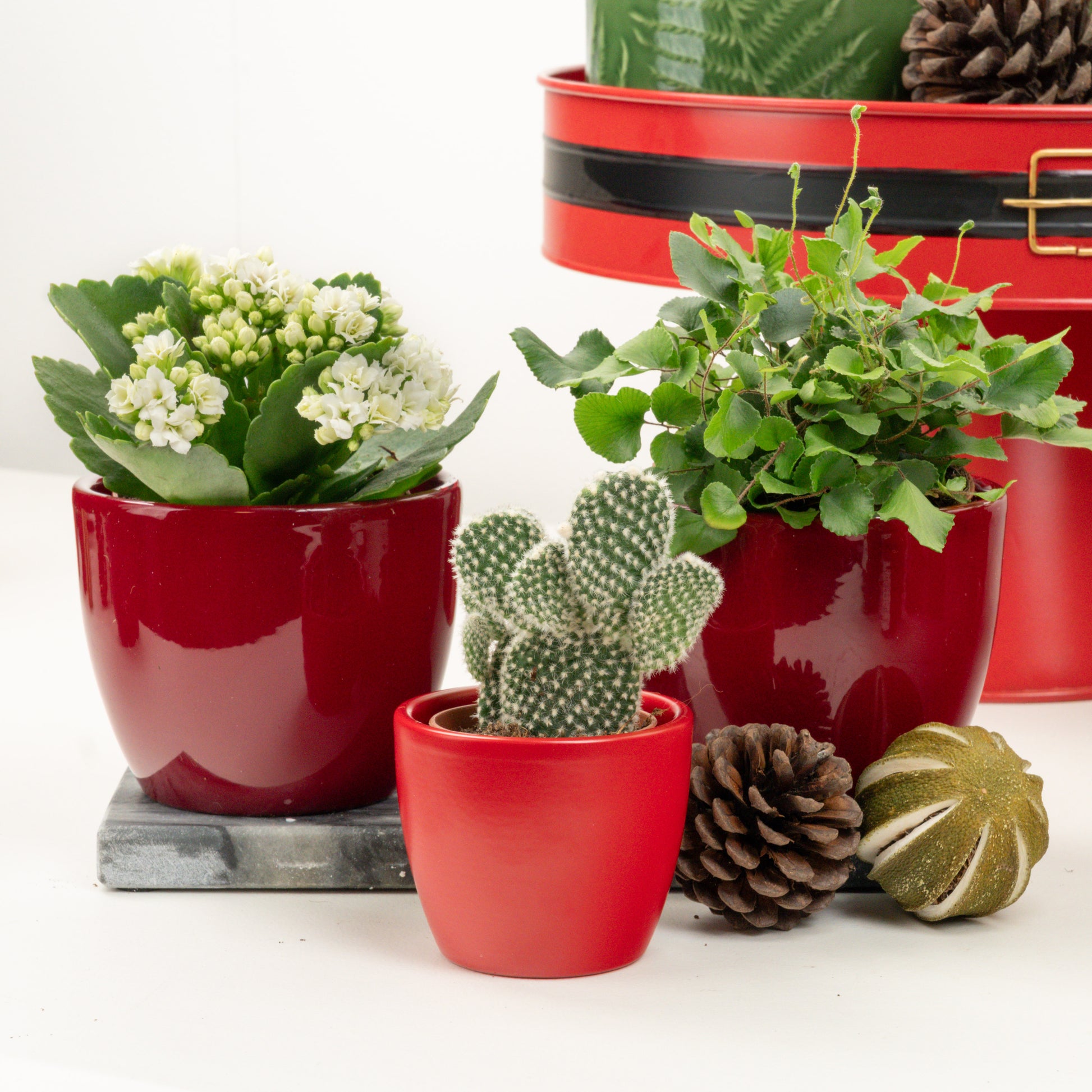 The Gift That Grows | Plant Bundle