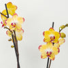 Phalaenopsis Orchid | Papagayo