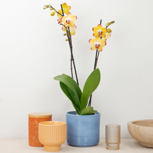 Phalaenopsis Orchid | Papagayo | Exotic & Tropical Plants