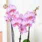 Phalaenopsis Orchid | Sugar Spoon
