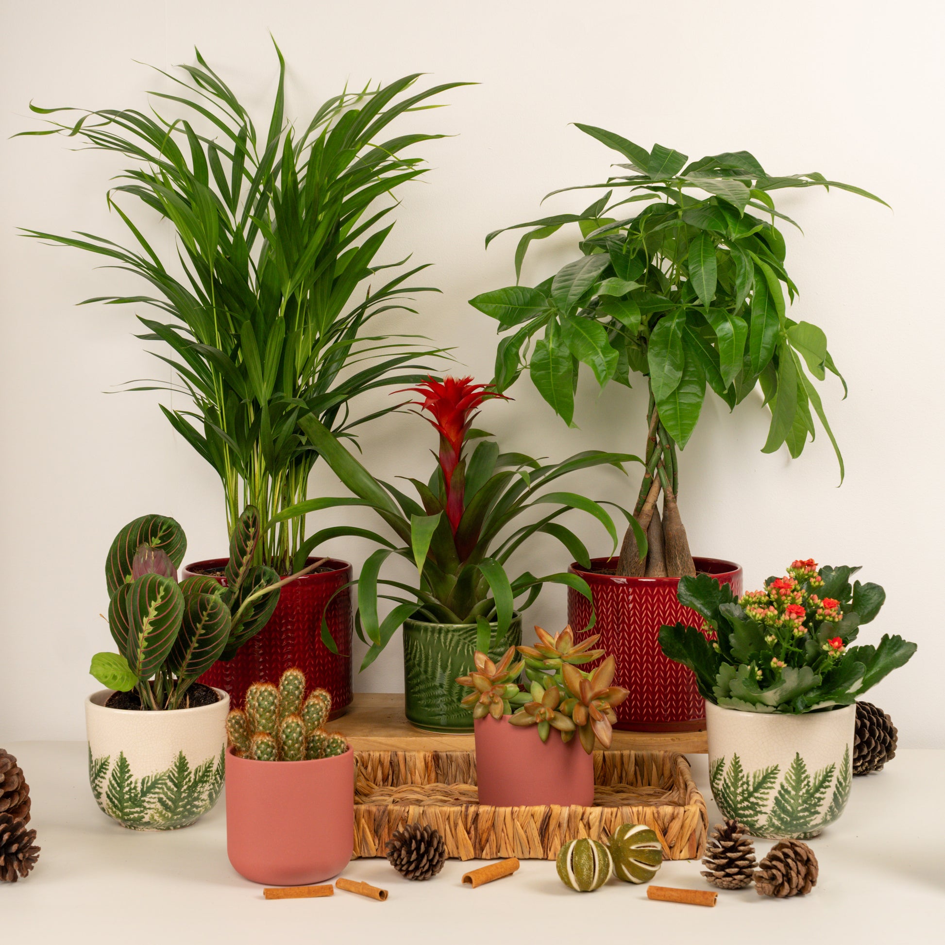 Deck The Halls | Plant Bundle