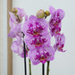 Phalaenopsis Orchid | Parade