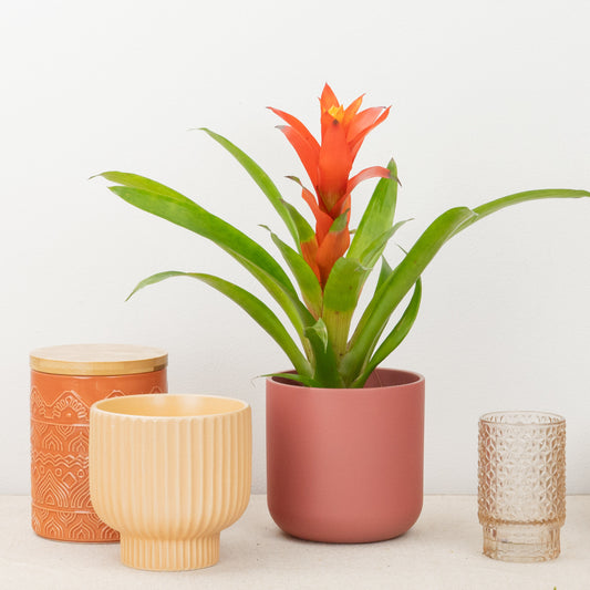 Flowering Guzmania | Jazz Red | Plant Gifts