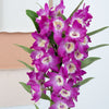 Dendrobium | Akatsuki