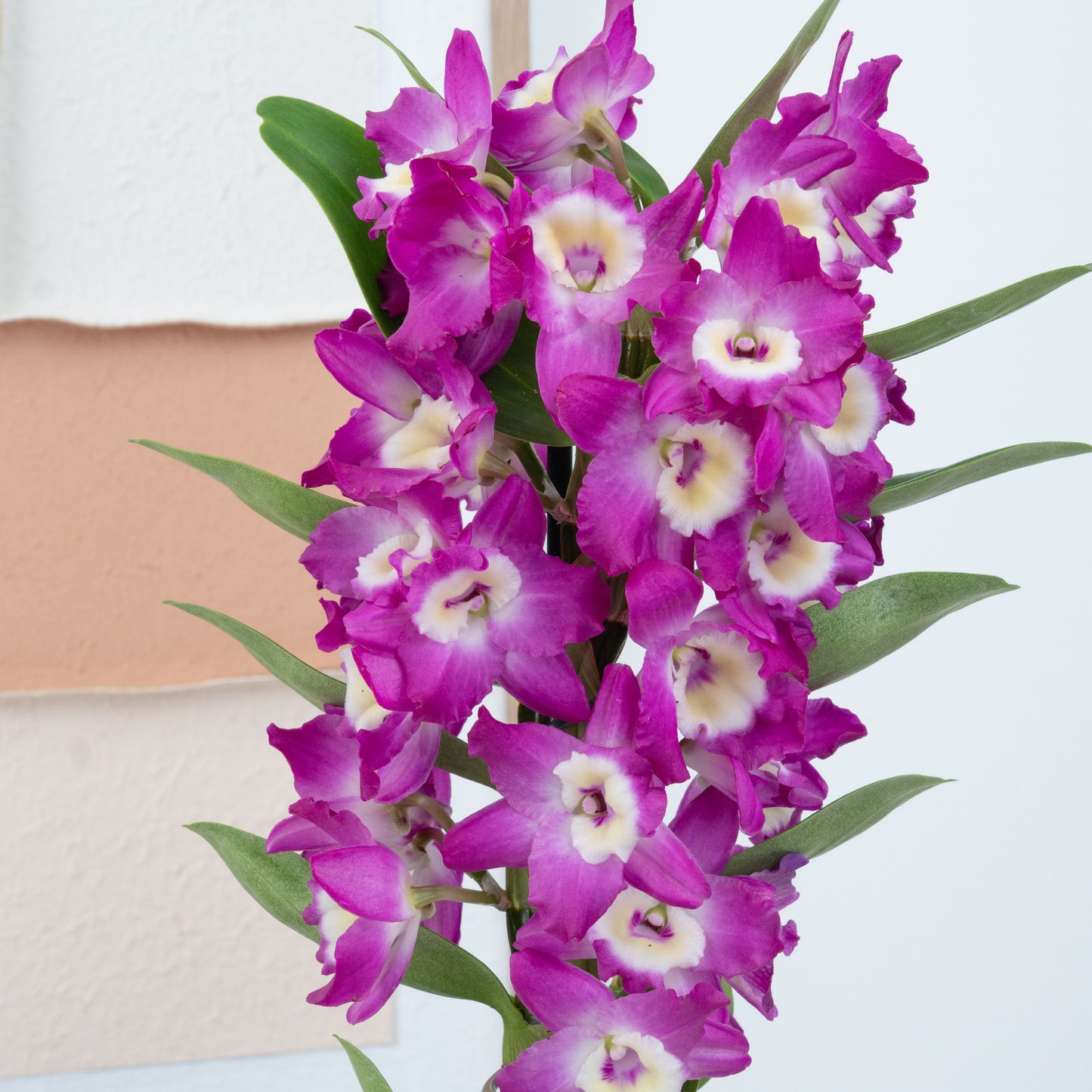 Dendrobium | Akatsuki