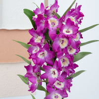 Dendrobium | Akatsuki