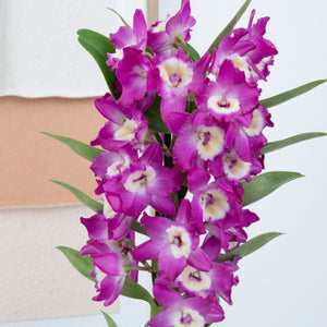 Dendrobium | Akatsuki - Indoor Plant