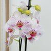 Phalaenopsis Orchid | Goya