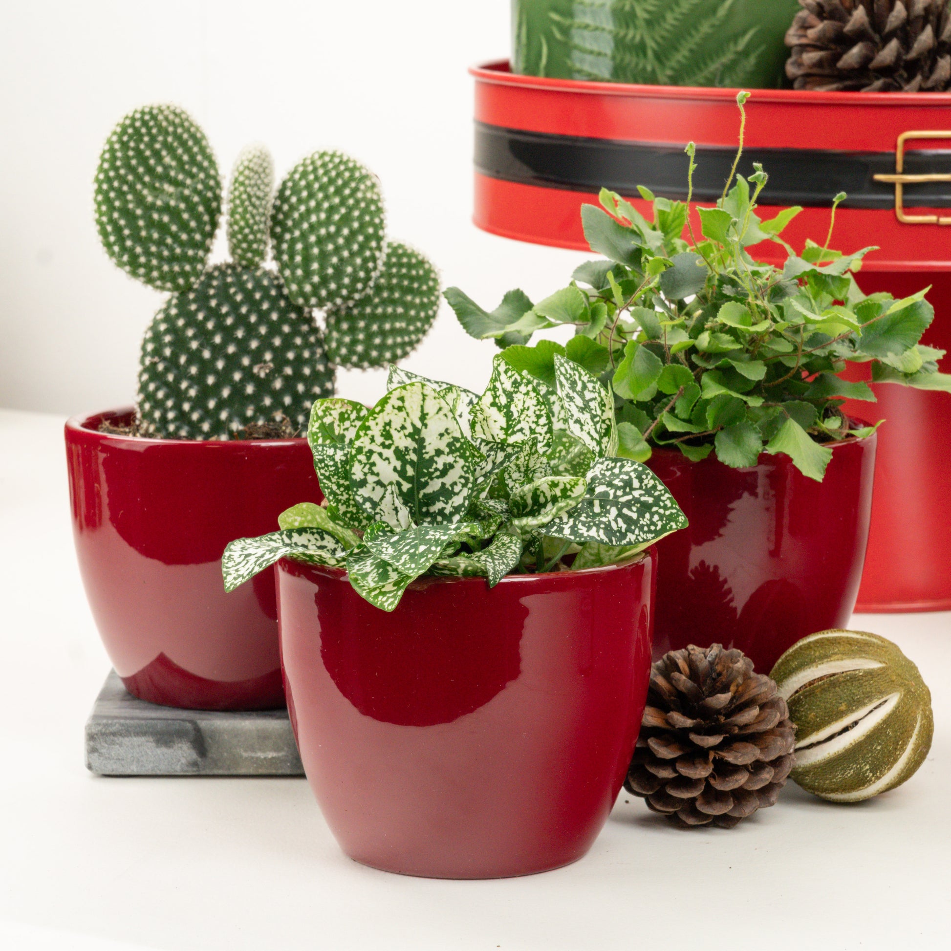 A Little Joy For You | Plant Bundle