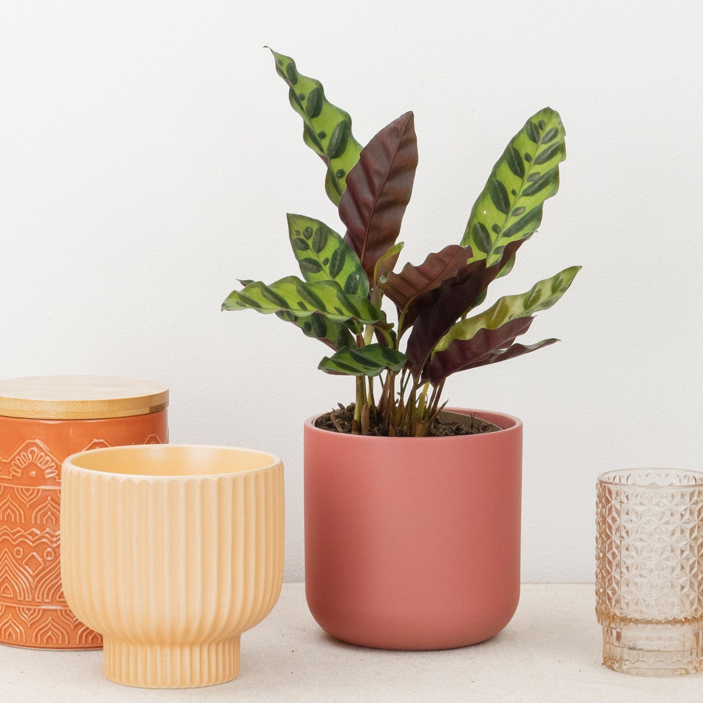 Rattlesnake Plant | Lancifolia