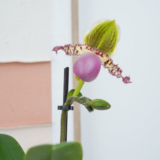 Venus Slipper Orchid | Pinocchio | Potted Houseplants
