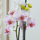 Phalaenopsis Orchid | Goya