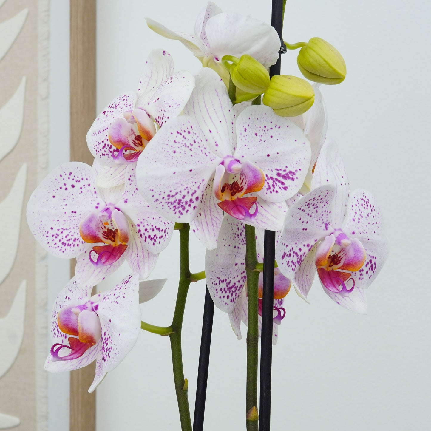 Phalaenopsis Orchid | Goya