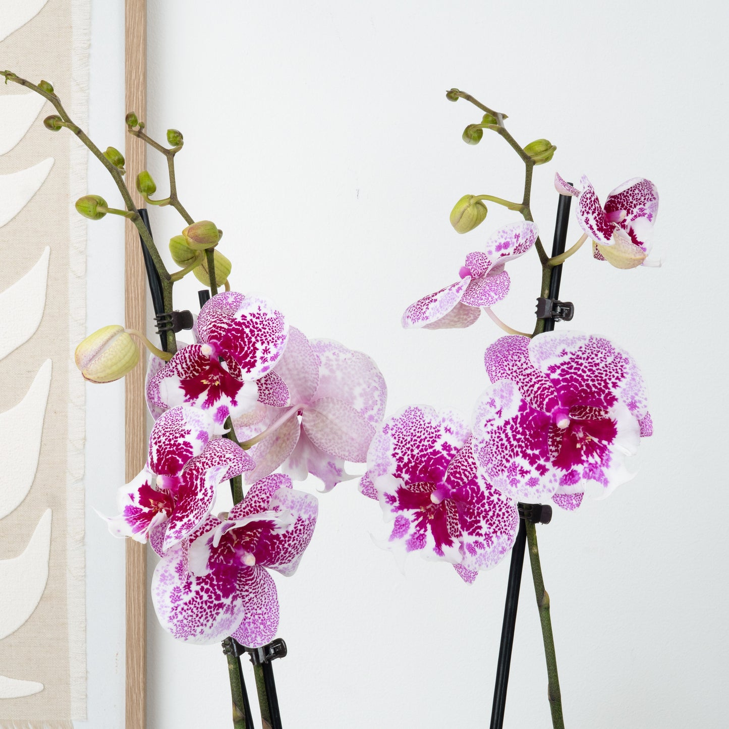 Phalaenopsis Orchid | Dream Glory