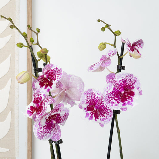 Phalaenopsis Orchid | Dream Glory | Potted Houseplants