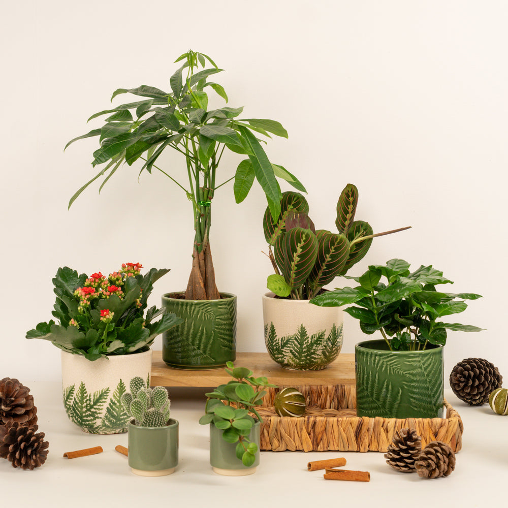 Indoor Season Of Growth | Plant Bundle | 6 X PLANTS | 6 X POTS | Indoor Plant Bundle