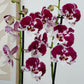 Phalaenopsis Orchid | Spider
